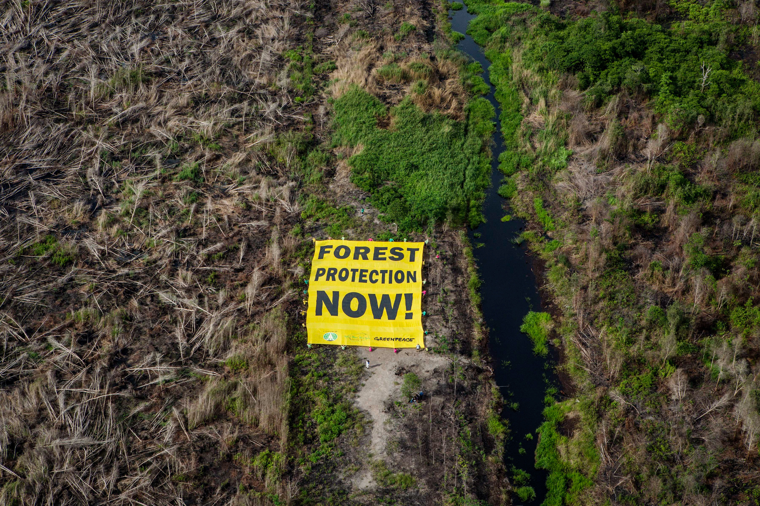 forest-protection-now_credit-ulet-ifansasti,-greenpeace.jpg