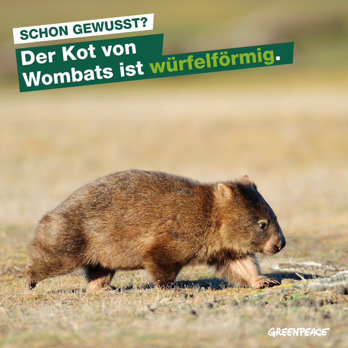wombats-kot.png