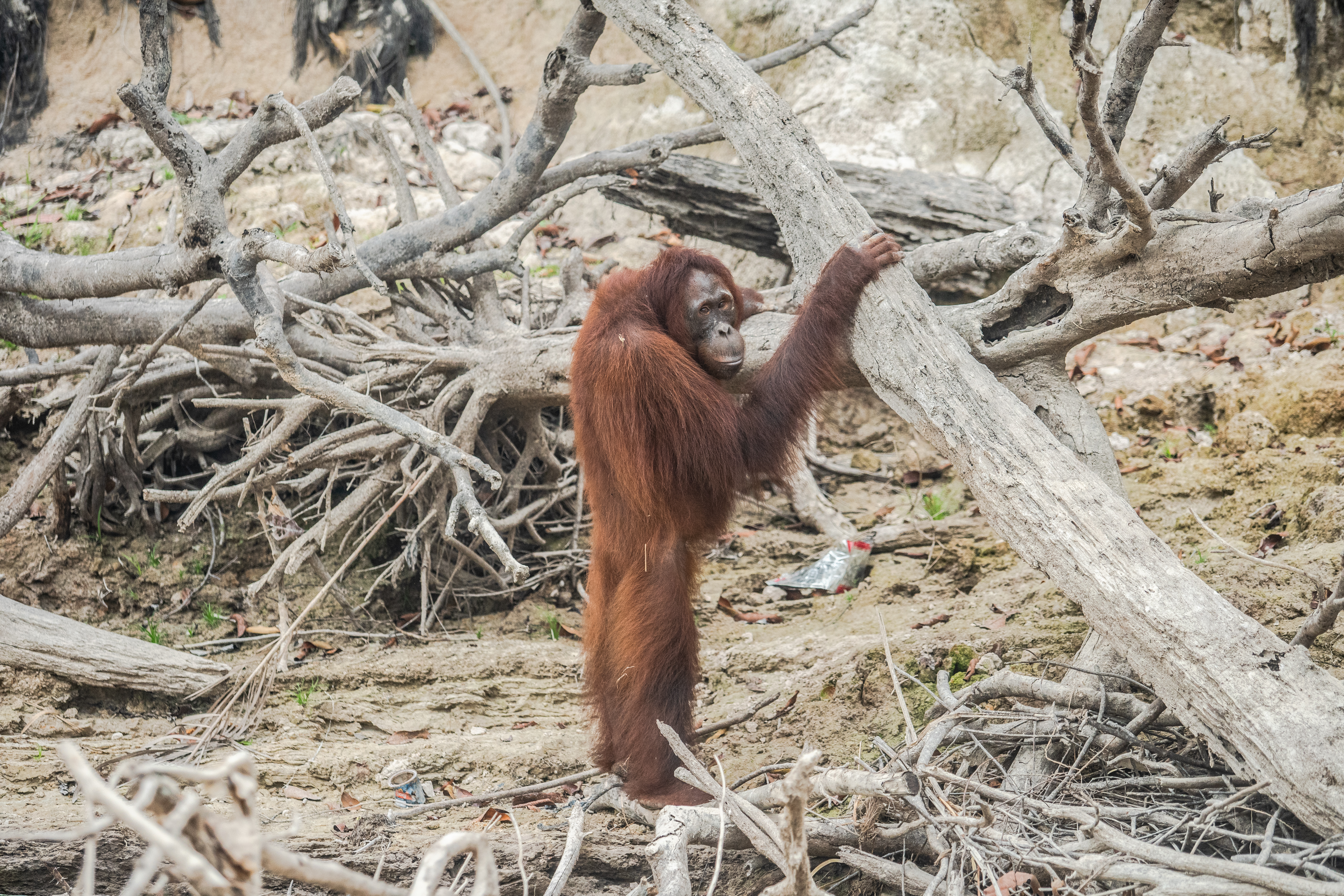 regenwald-orangutan-GP0STU04N.jpg