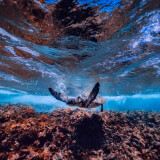 Meeresschildröte schwimmt im Meer