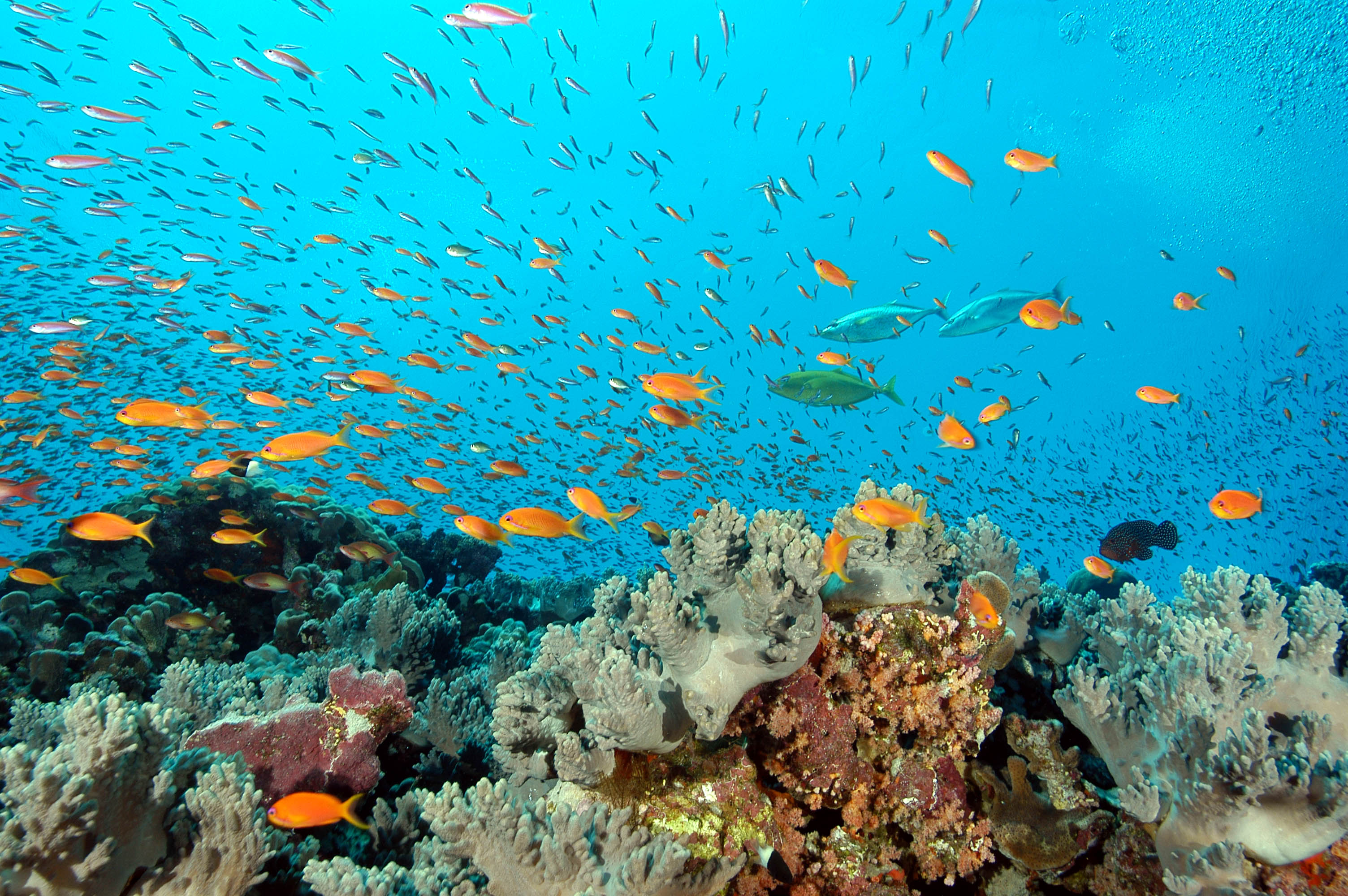 Das Samadai Riff. Viele kleine Fische, die orange sind-