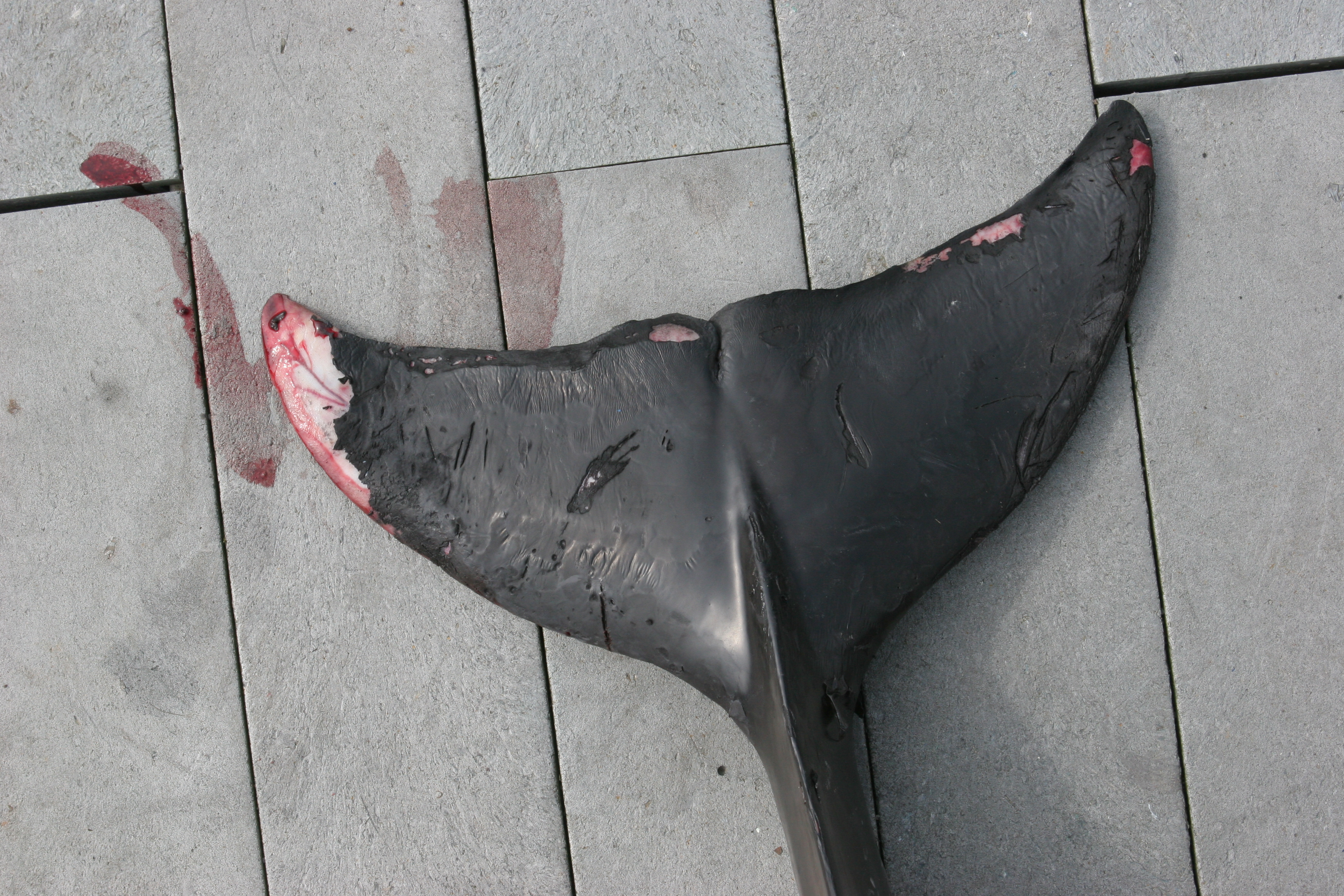 Die verletzte Flosse von einem toten Delfin.
