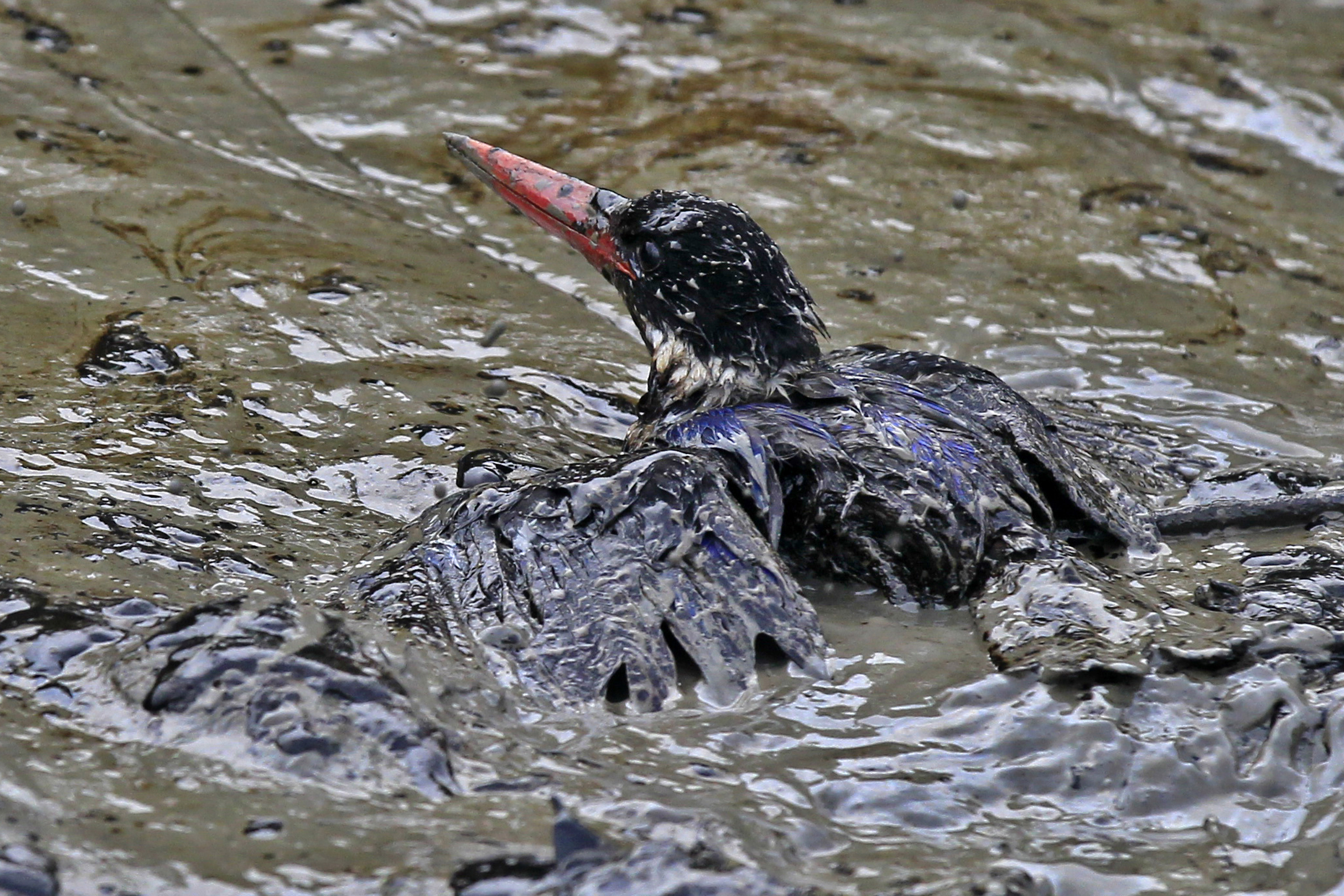 Ein Vogel steckt in einem Öl-verseuchten Meer fest.