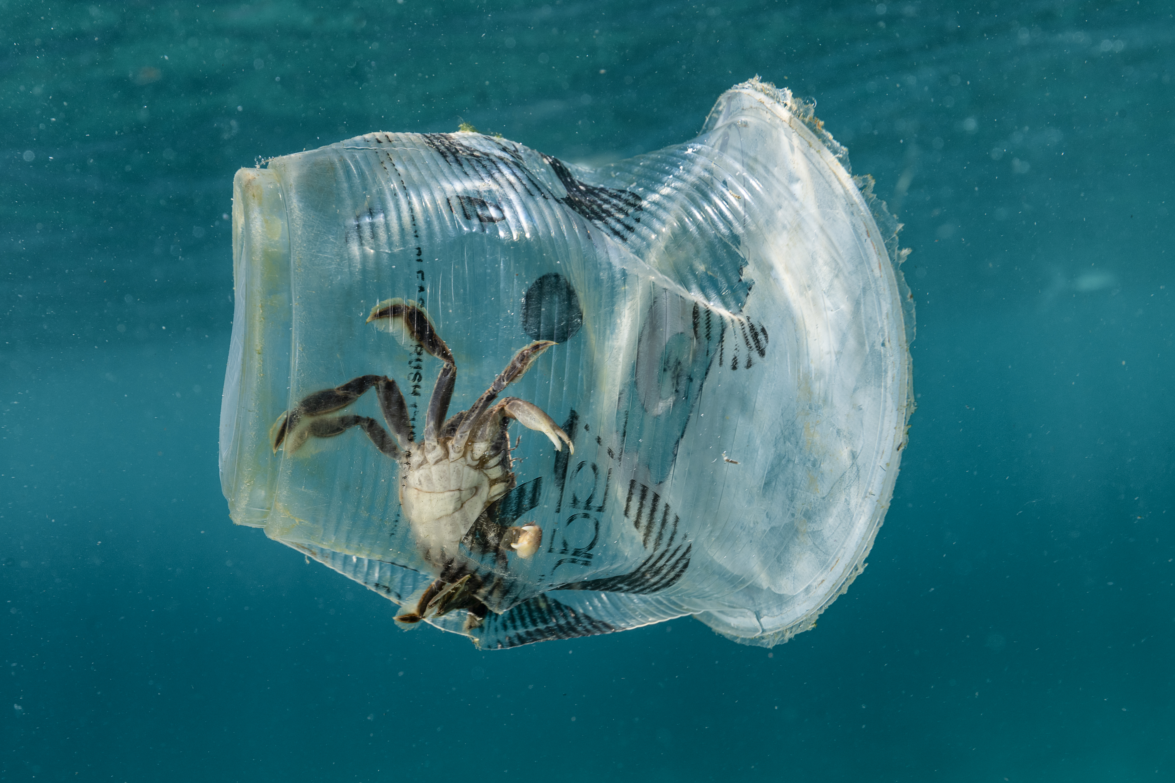 Eine Krabbe steckt in einem Plastikbecher fest, der im Meer treibt.