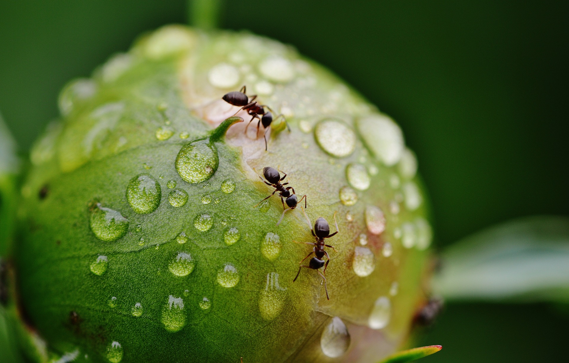 Drei Ameisen klettern über eine Pflanze