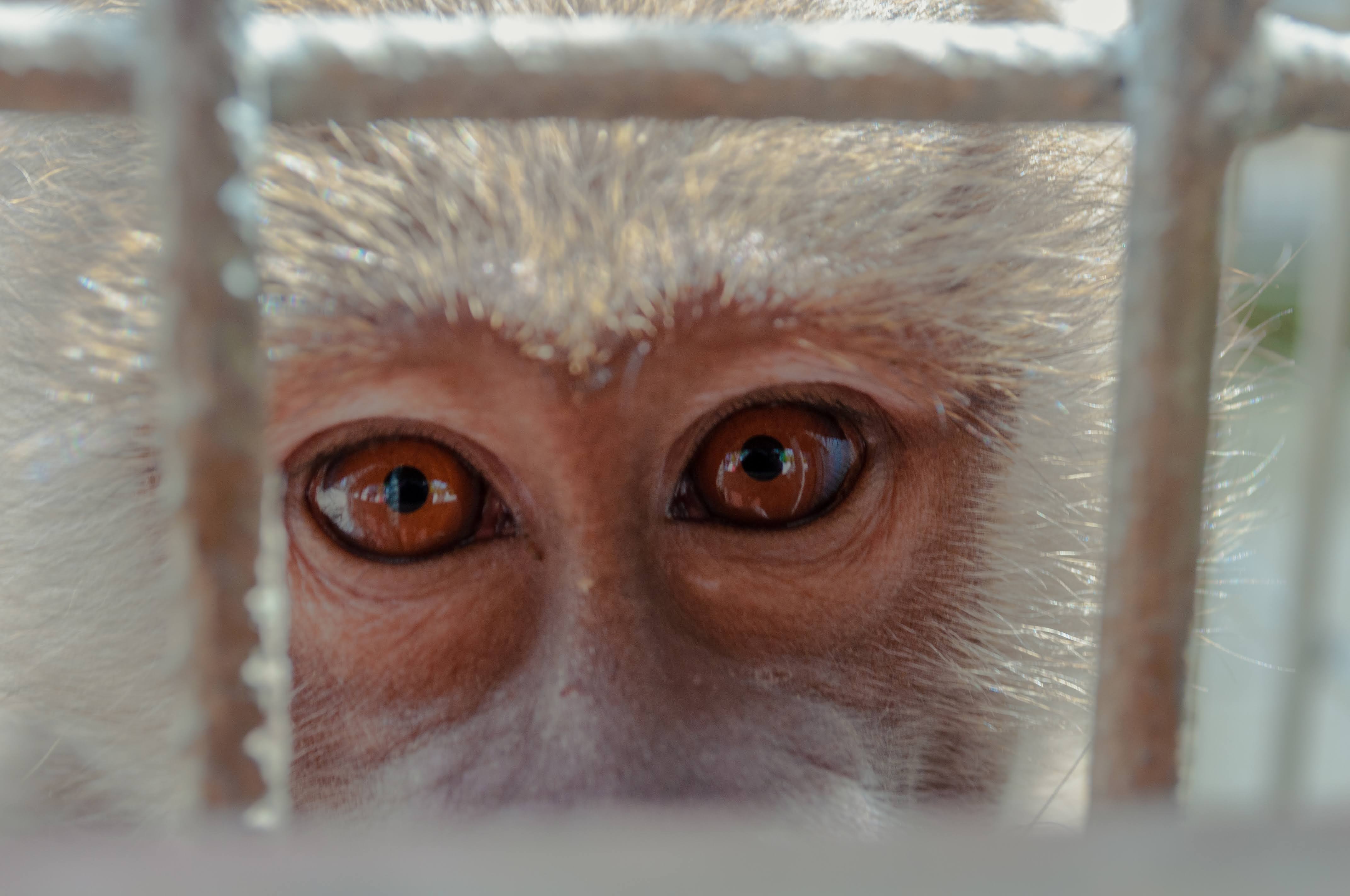 Ein Affe im Käfig.