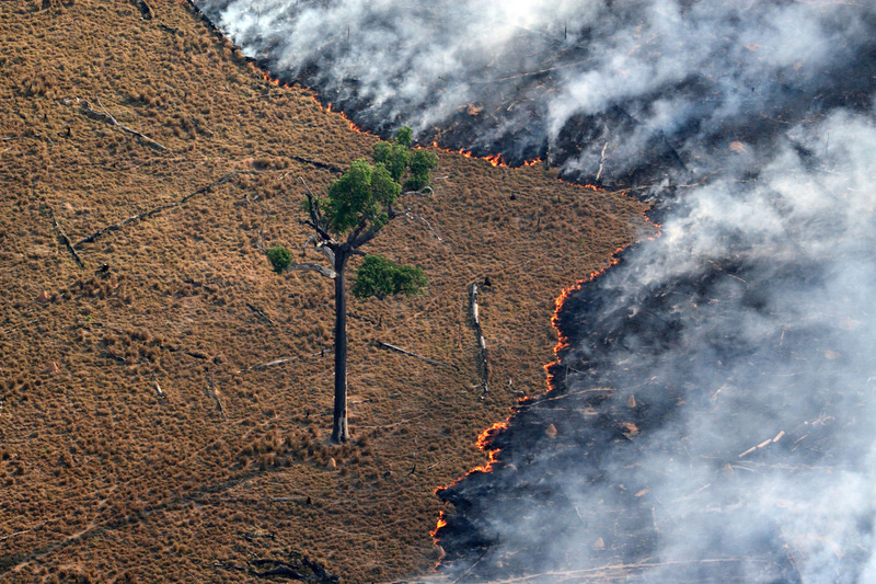Feuer rast auf einen einzelnen Baum im Amazonas zu