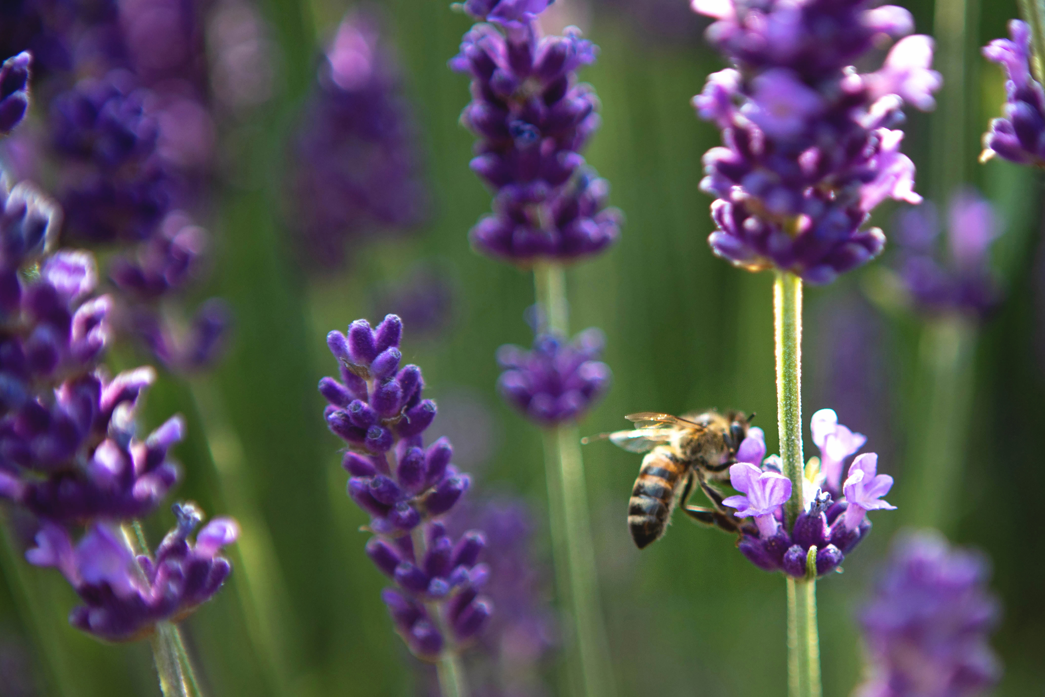 Biene sitzt auf Lavendelblüte