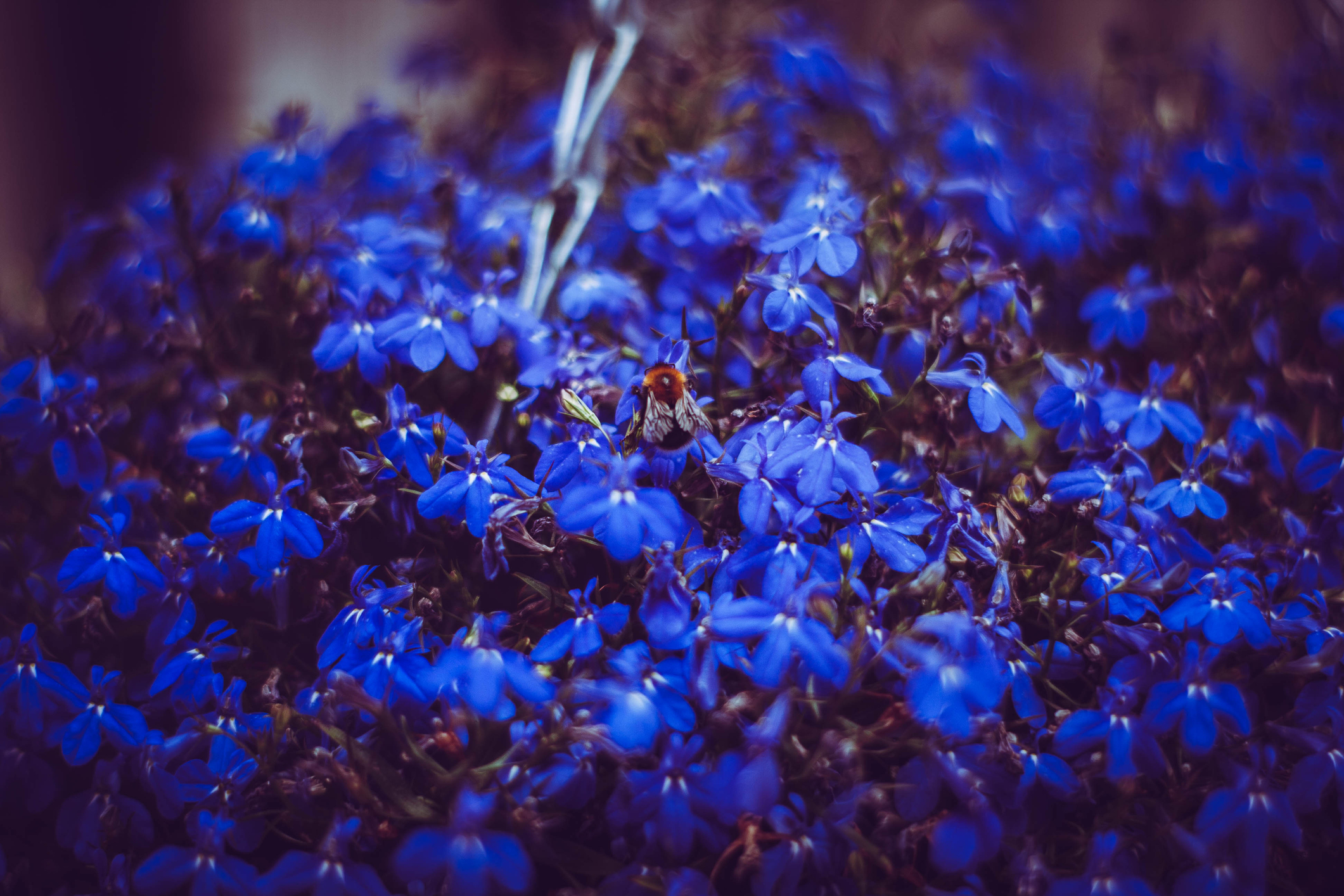 Hummel sitzt auf einer blauen Männertreu-Blüte