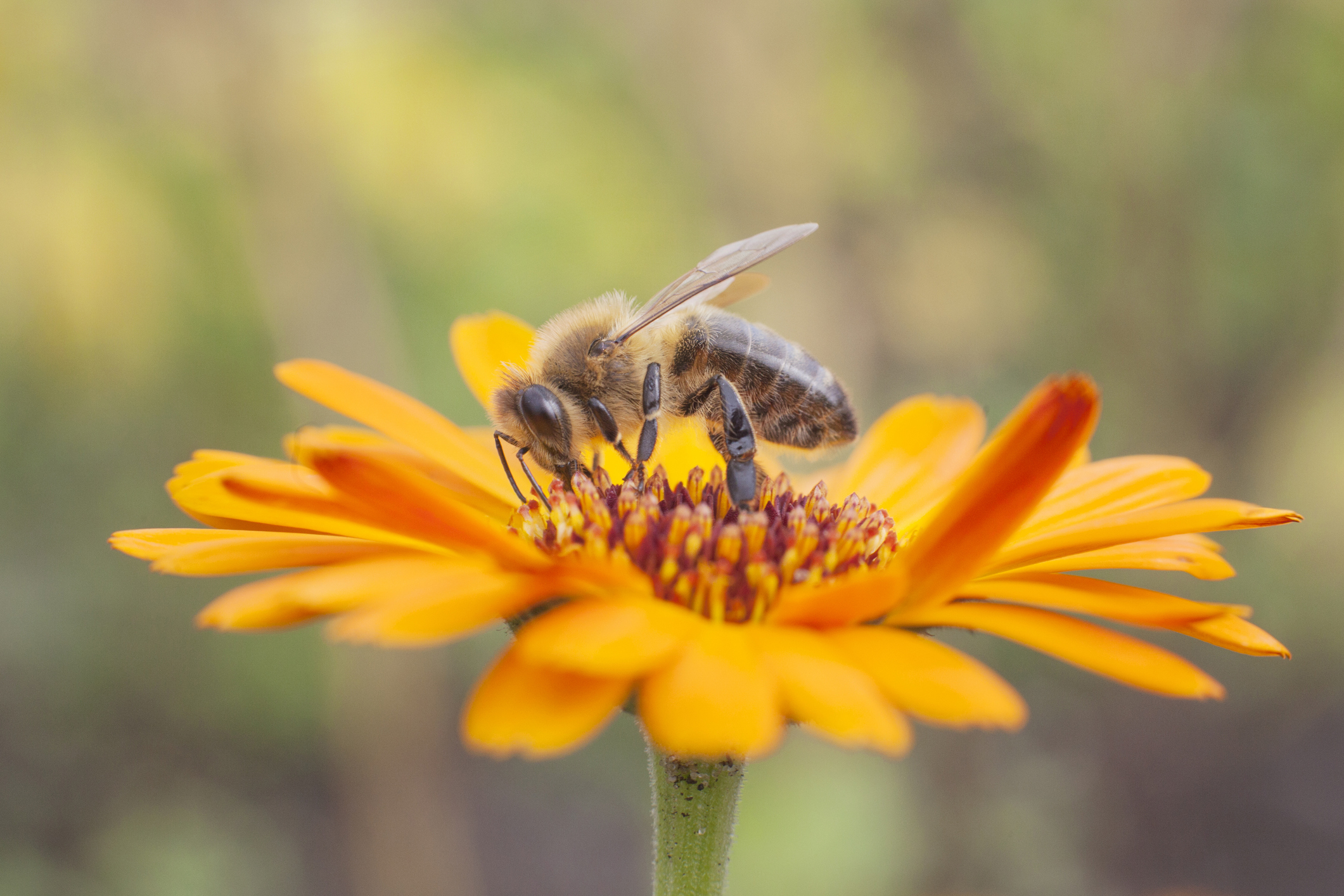 Biene sitzt auf einer Ringelblume
