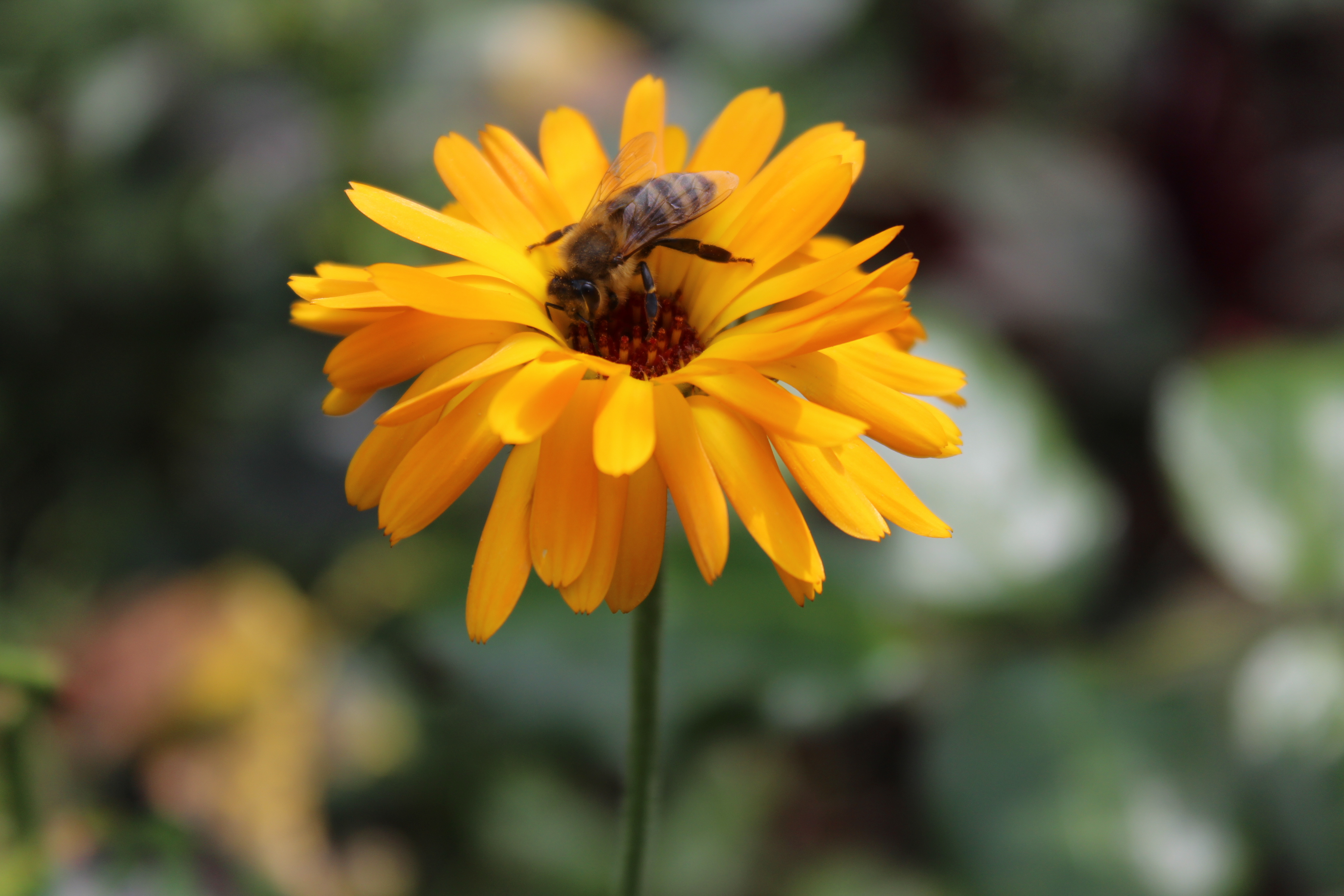 Biene auf Ringelblume