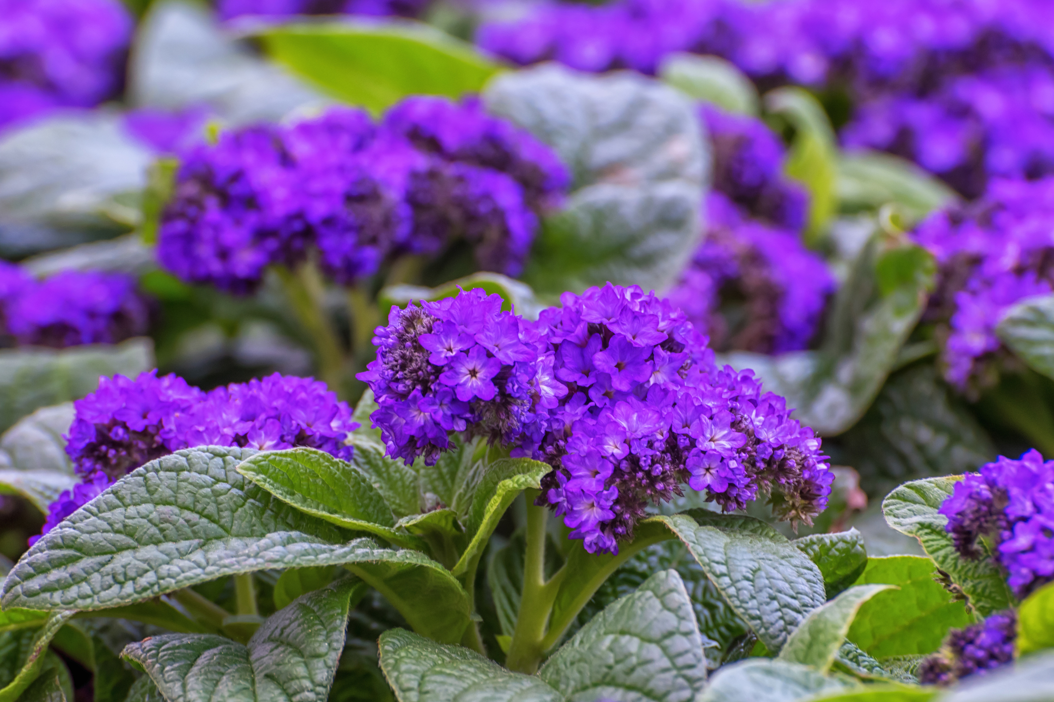 Blühende violette Vanilleblume
