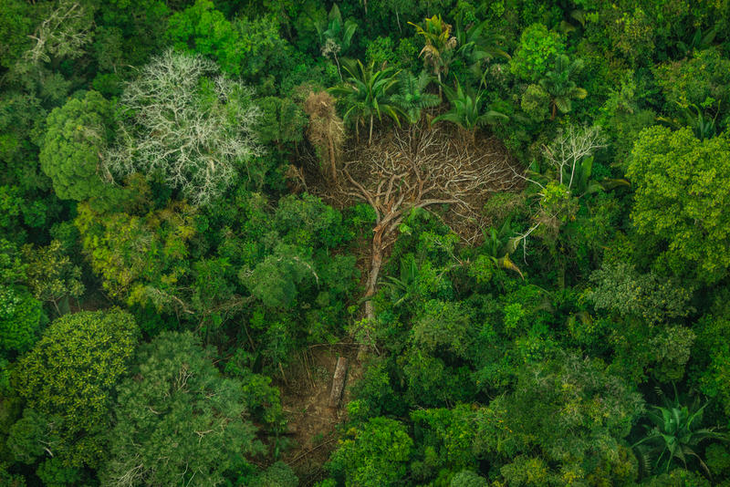 Ein gefällter verdorrter Baum liegt inmitten des brasilianischen Regenwaldes.