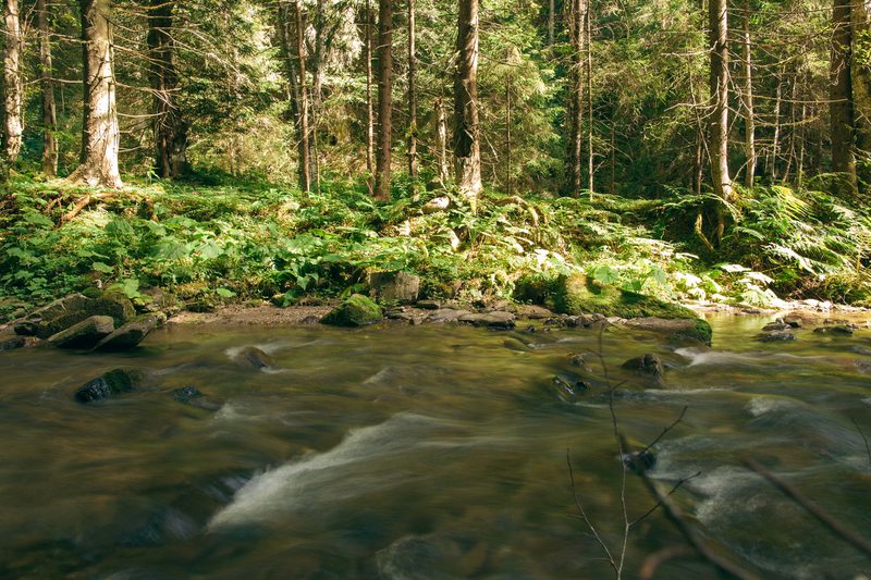 Zu sehen ist ein Fluss, der durch einen Wald fließt.
