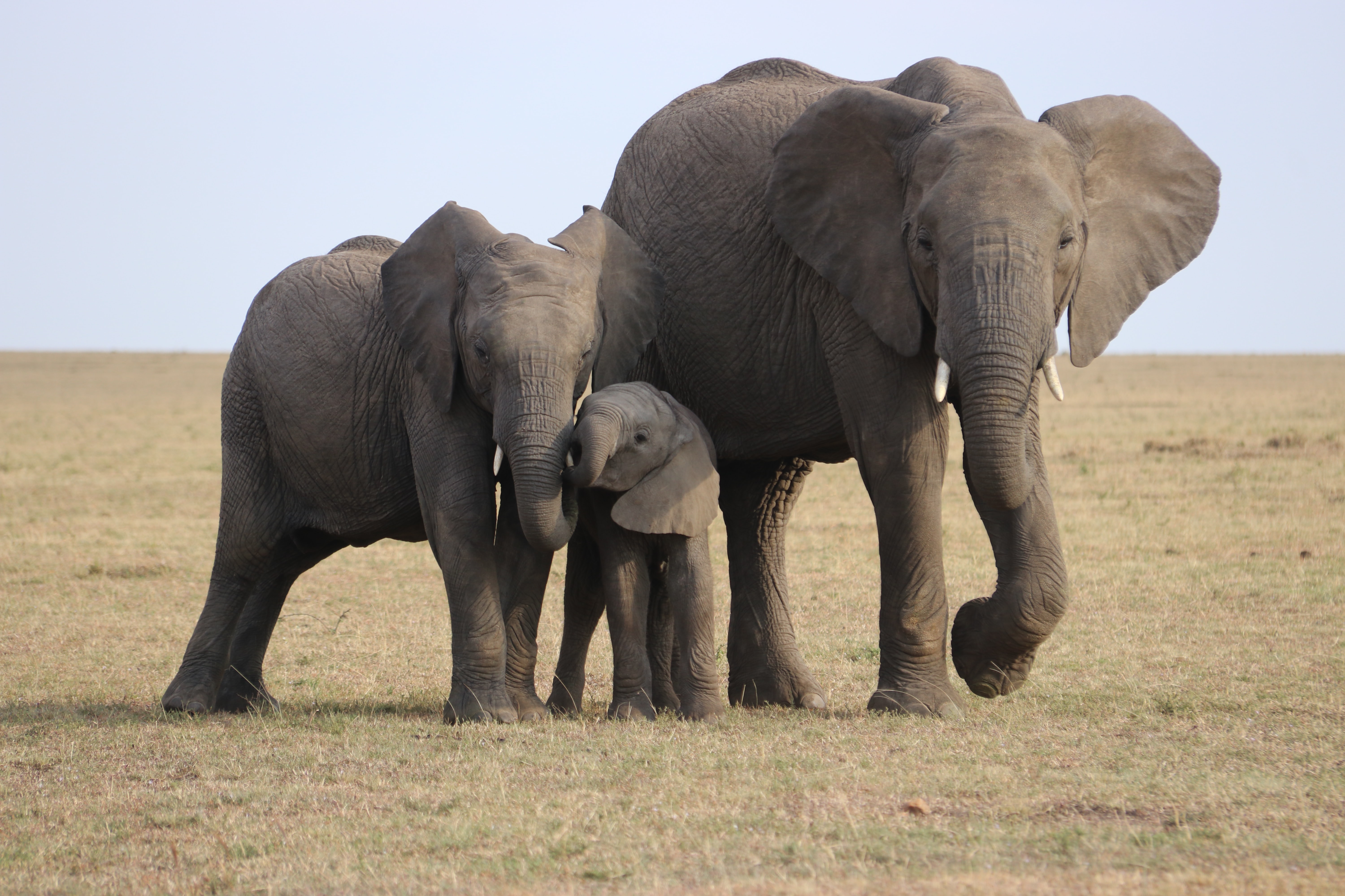 Drei verschieden große Elefanten stehen auf einem Feld zusammen.