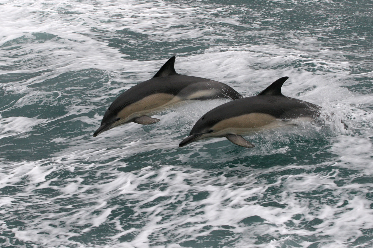 Delfine springen im Meer