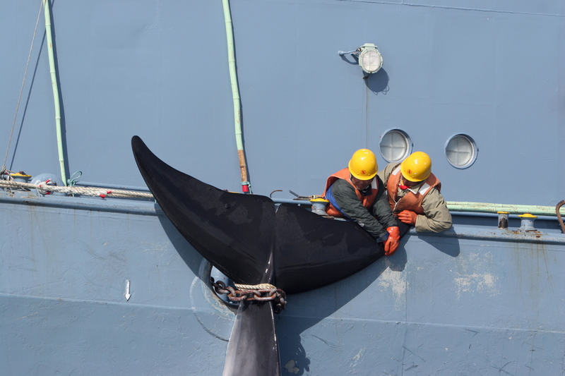 Zwei Männer befestigen eine Walflosse an der Seite eines Schiffes.