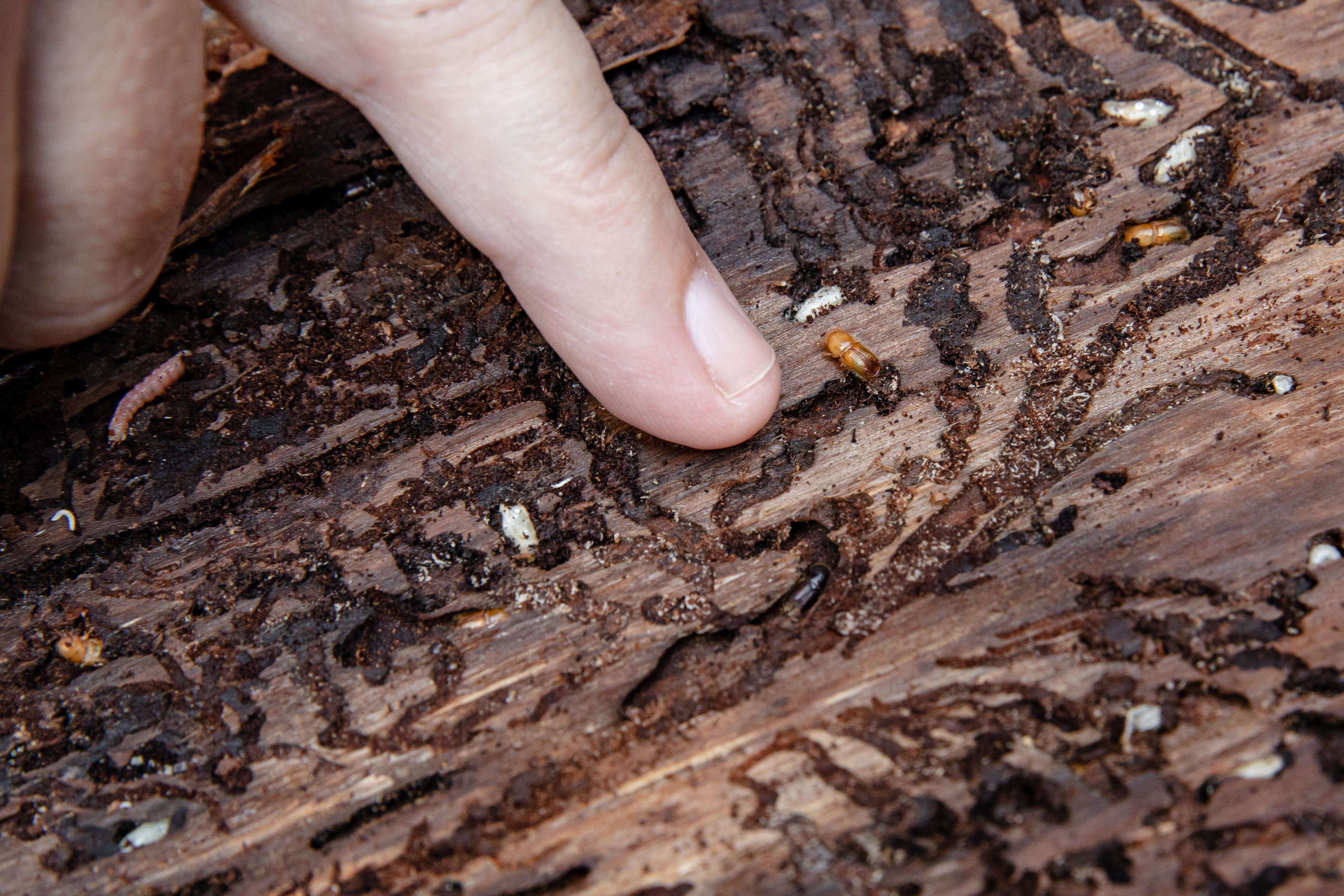 Finger zeigt auf einen Borkenkäfer und die durch ihn verursachten Schäden im Holz