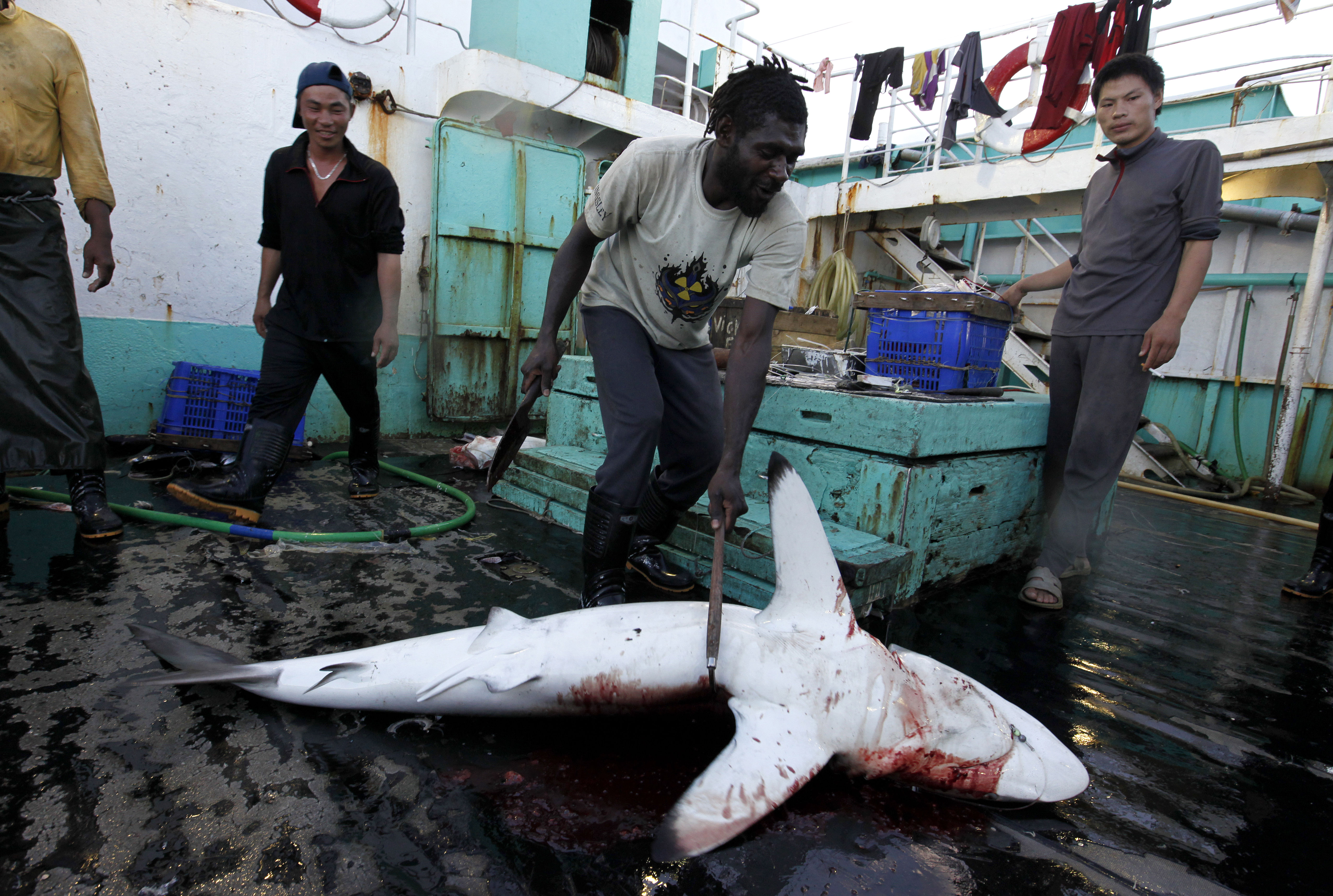 Toter Hai an Bord eines Fischerei-Schiffs