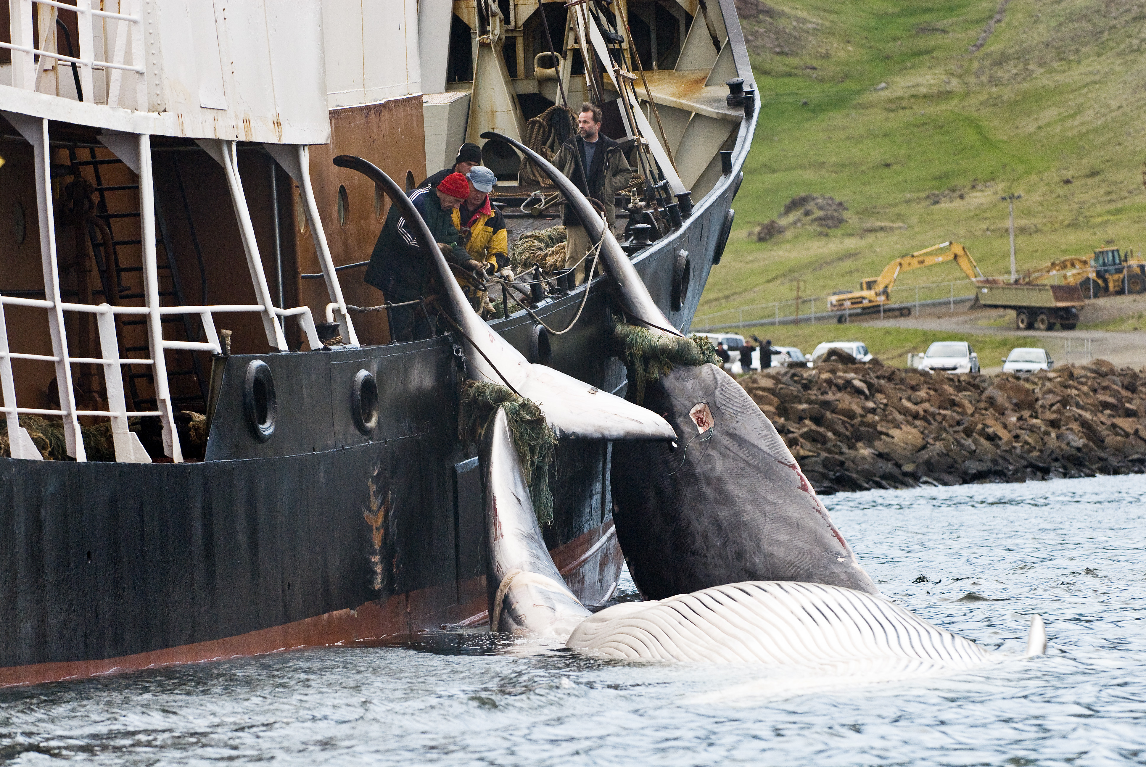 Walfänger mit gefangenen Walen vor der Küste Islands