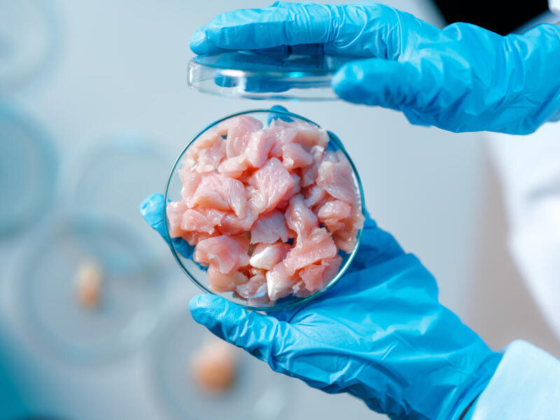 Zu sehen ist Fleisch, das in einer Petrischale in einem Labor liegt.