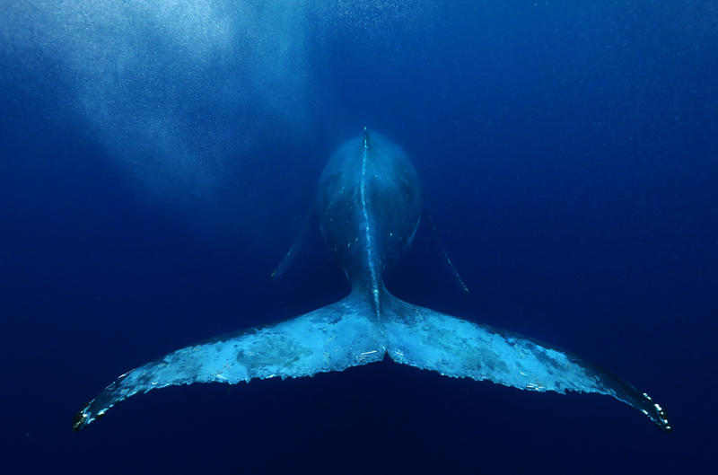 Bild zeigt die Hinterflosse eines Wals unter Wasser.