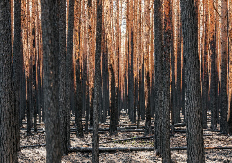 Man sieht einen verbrannten Wald.