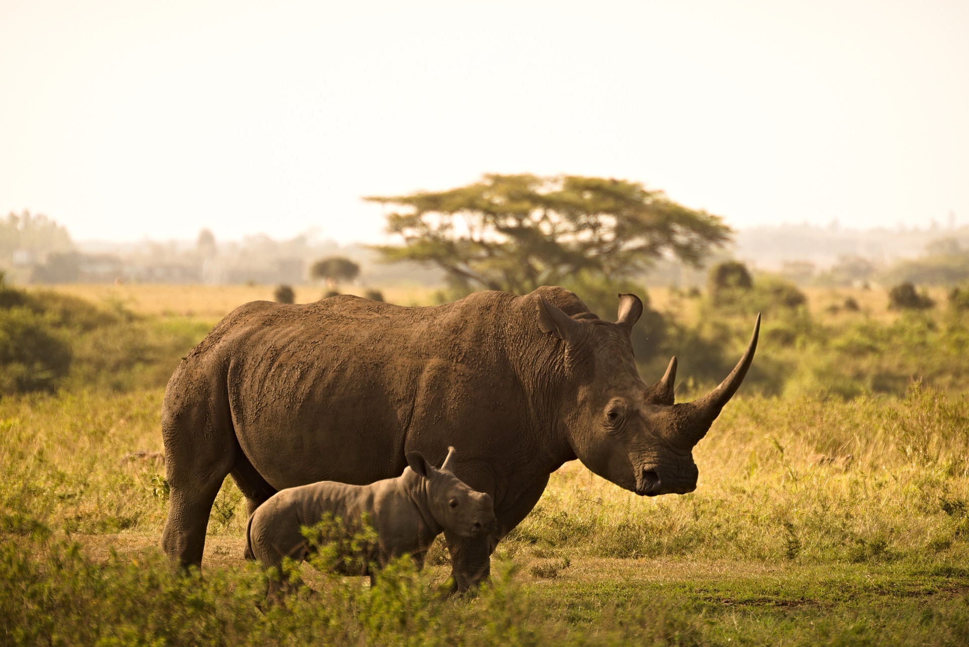 Ein Nashorn und ein junges Nashorn stehen vor einem weiten Feld und Bäumen.