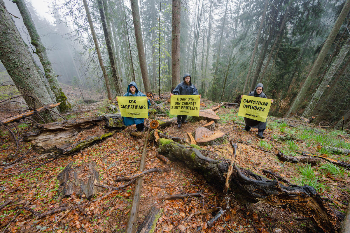 Aktivist:innen protestieren mit Bannern im Wald gegen die Abholzung der Karpaten Wälder