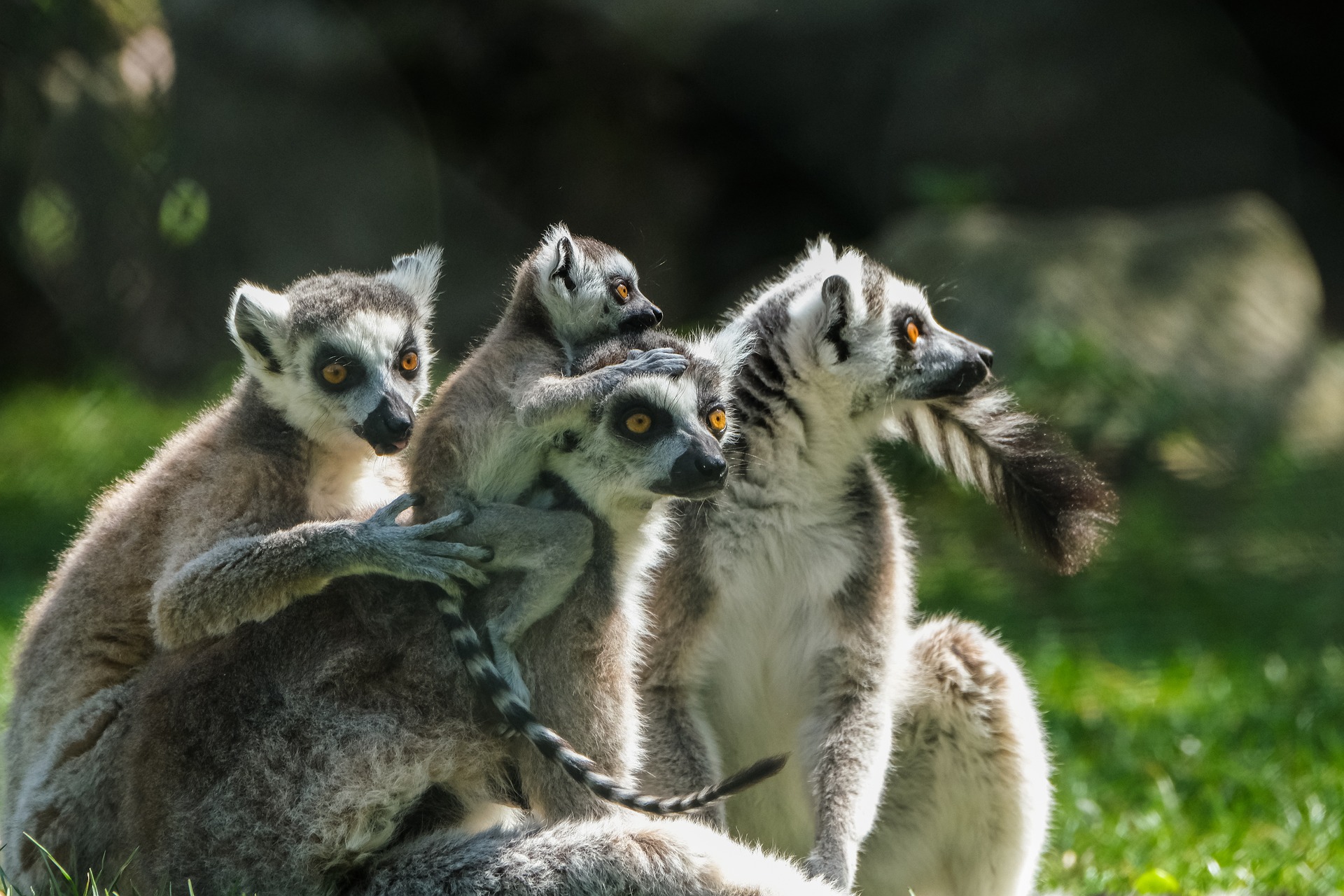 Eine Gruppe von vier Lemuren.