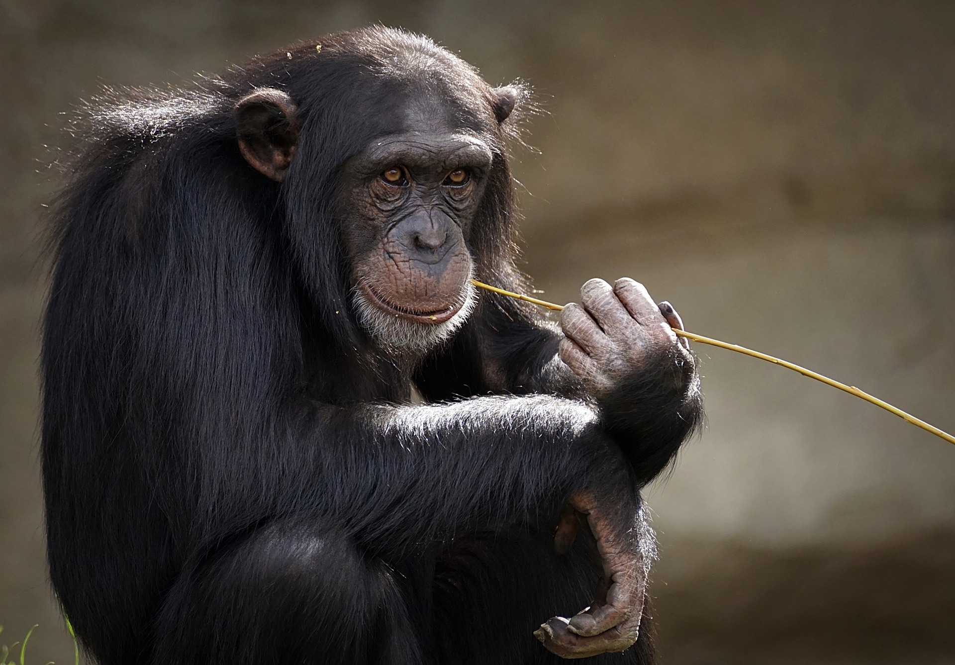 Schimpanse sitzt und kaut auf Ast