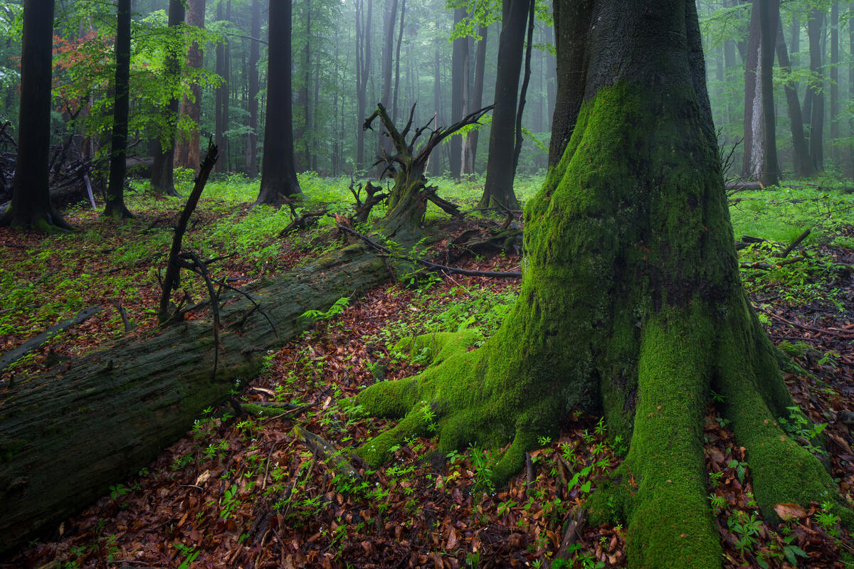 Totholz und mit Moos bewachsener Stamm in den Karpaten-Wäldern