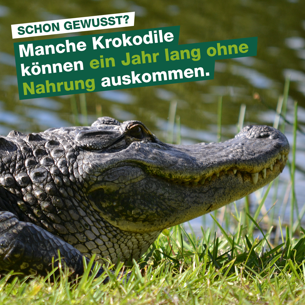 krokodile-nahrung.png