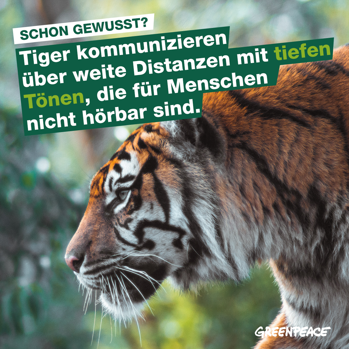 tiger-toene.png