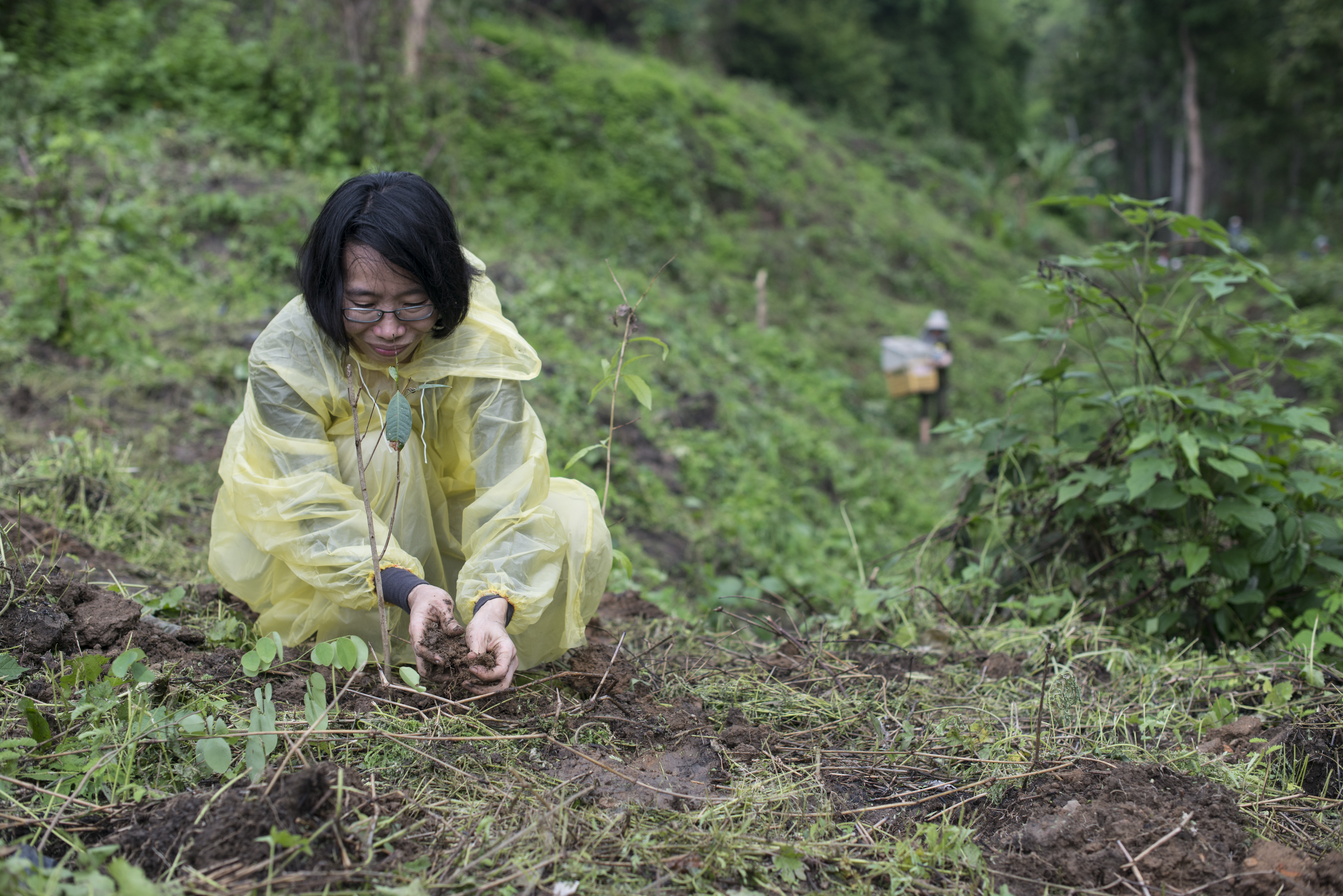 Freiwillige von Greenpeace pflanzt einen Baum