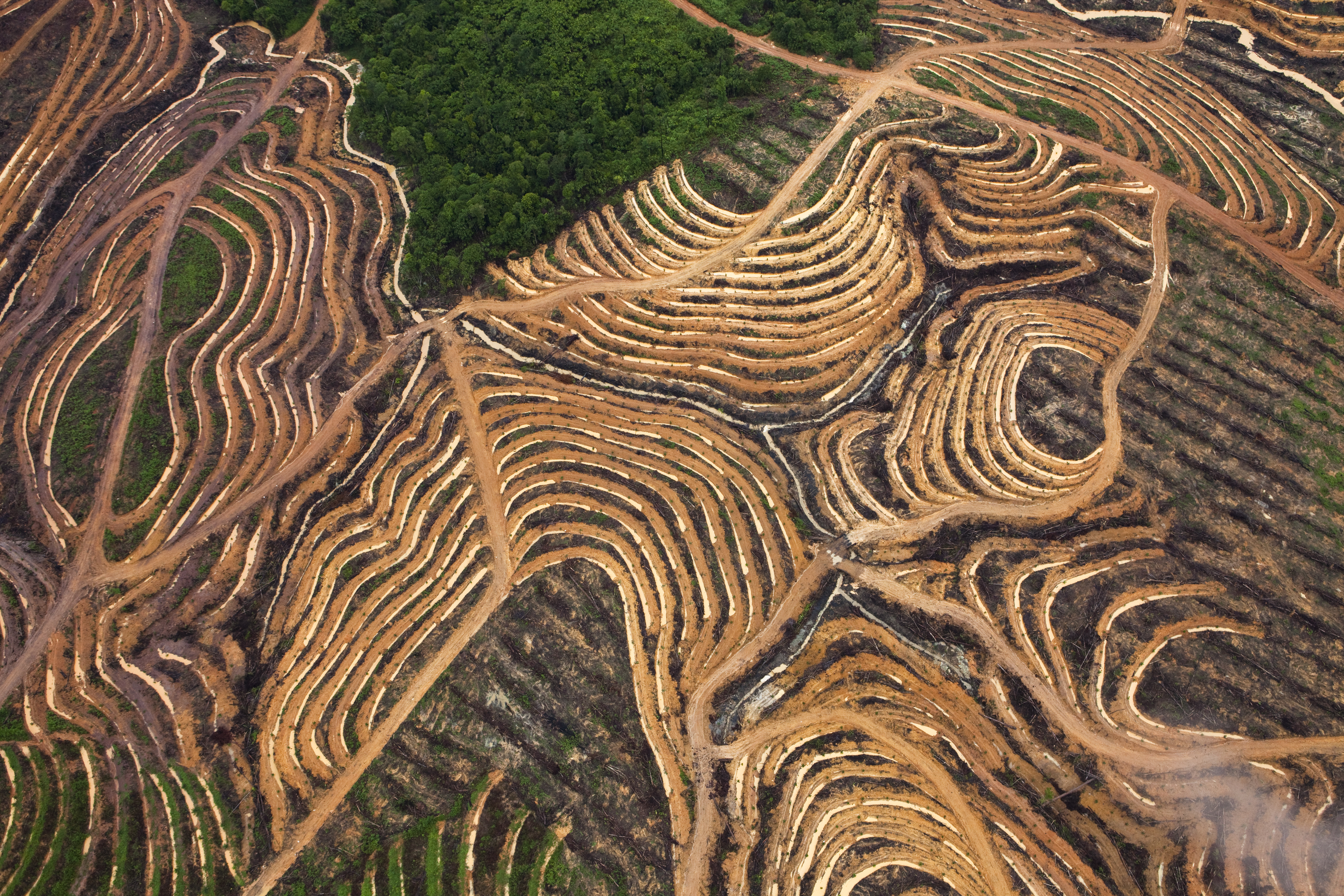 Palmöl-Plantage in Indonesien