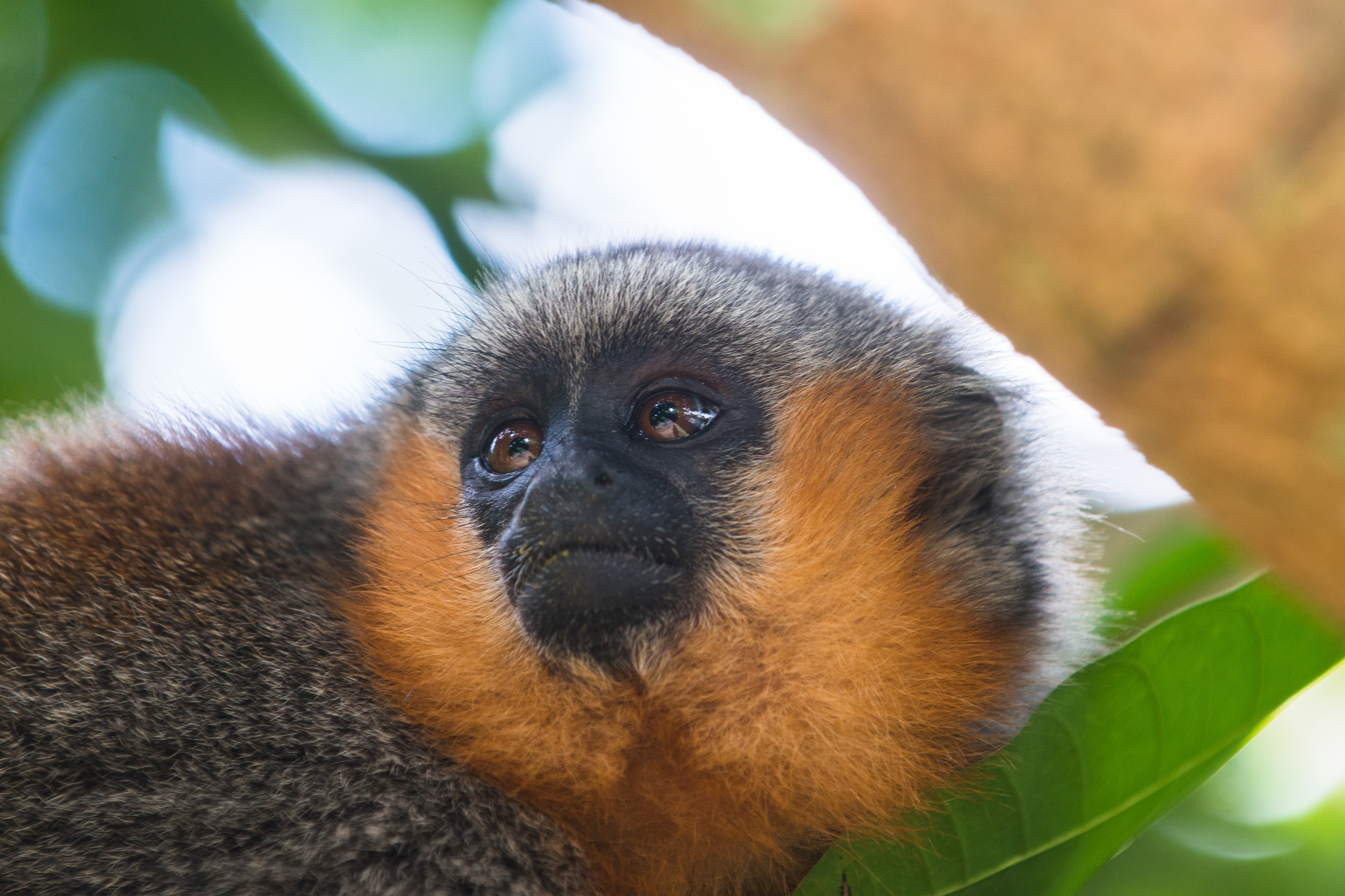 Titi-Affe im Amazonas Regenwald
