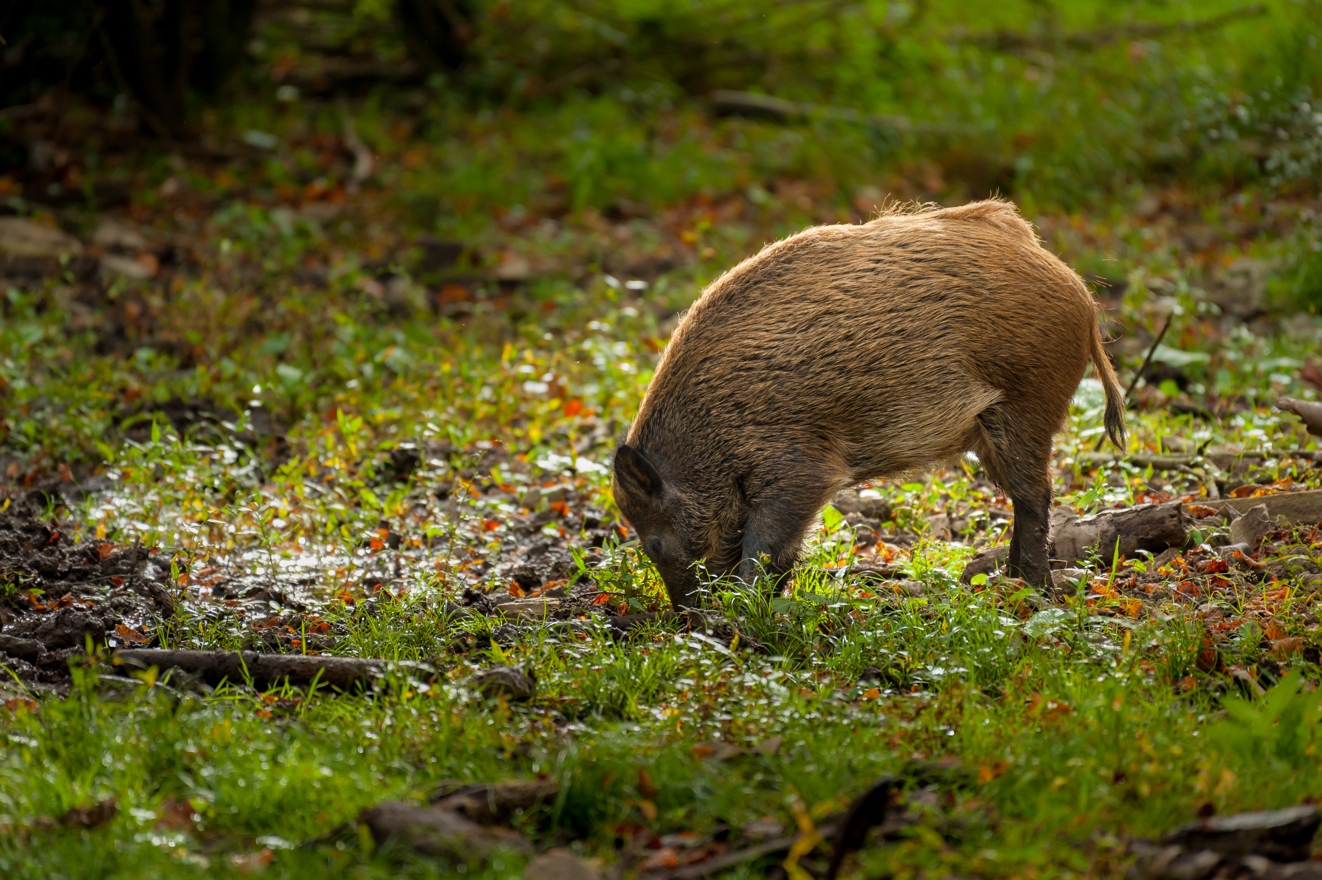 Wildschwein im Wald