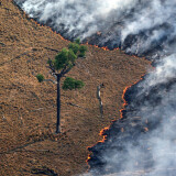 Feuer rast auf einen einzelnen Baum im Amazonas zu