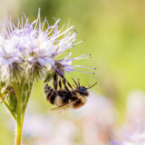 Biene bestäubt Blume