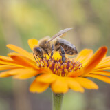 Biene sitzt auf einer Ringelblume