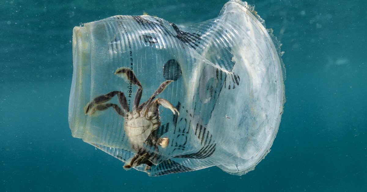 Plastik Im Meer So Gefährlich Ist Der Müll In Den Ozeanen 