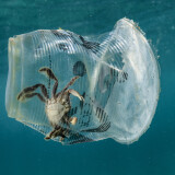 Krabbe steckt in einem im Meer treibendem Plastikbecher fest