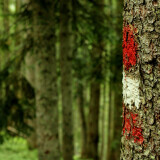 Rot-weiß-rote Markierung an Stamm in österreichischem Wald