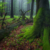 Totholz und mit Moos bewachsener Stamm in den Karpaten-Wäldern
